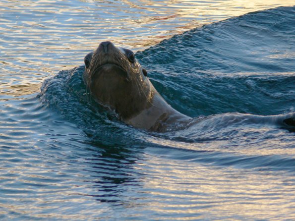 Sea Lion with colors